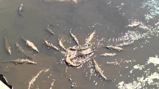 Biggest saltwater crocodile feeding on Costa Rica [upl. by Aikimat]