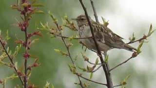 Woodlark Heidelerche [upl. by Janis890]