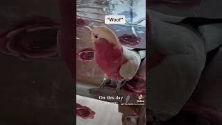 Parrot or dog Mickey says “woof” 😂🥰 talkinggalah [upl. by Mariele]