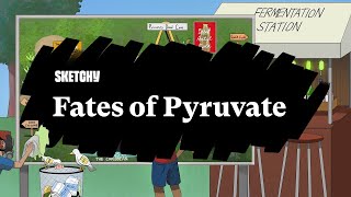 Fates of Pyruvate [upl. by Letnahc]