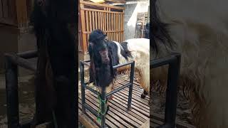 ini dia kembarannya si GARENG kambing jiooss channel goat videos [upl. by Arvo987]