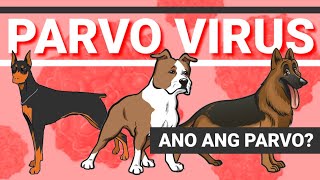 What is Parvo virus  Treatment and prevention  PH RED TV [upl. by Salamanca]