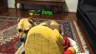 Cane Corso Temperament  Baby with Italian Mastiff [upl. by Elesig675]