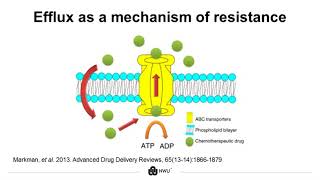 3D Spheroid Cell Models for DrugResistant Cancer Research [upl. by Asiuqram]