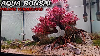 PLANTAMOS O AQUÁRIO BONSAI COM UMA PLANTA VERMELHA [upl. by Merri]