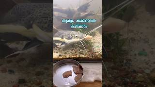 ഇവൻ കഴിക്കുന്നെ കാണാൻ ഒരു പ്രേത്യേക വൈബ് ആണ്  Redtail cat fish feeding  redtailcatfish feeding [upl. by Cosme]