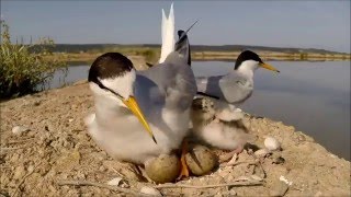 Mala čigraFraticelloLittle Tern [upl. by Sumahs]