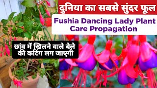 Fuchsia Plant Care amp Propagation How To Grow Fuchsia From Stem Cutting How To Care Fuchsiafuchsia [upl. by Namya]