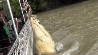 Jumping crocodile pt 1 Adelaide River 15711 [upl. by Arihsaj195]