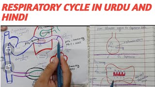 Respiratory cycle in HindiUrdu  Breathing mechanism Exchange of gases [upl. by Akilak111]