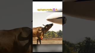 POWER OF GAU MATA 🕉️🔥 youtubeviralshorts sanatani [upl. by Naawaj]