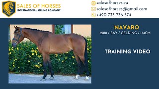 SOLDEQUITATION PROSPECT 2018 gelding by Elvaro Calvaro Z [upl. by Ynned]