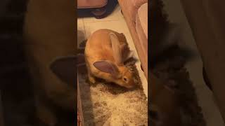 Giant Rabbit hides under furniture Please like and subscribe for more Macie videos [upl. by Rora]