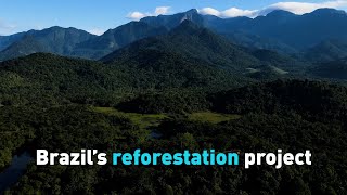 Brazil’s reforestation project [upl. by Ettegroeg733]