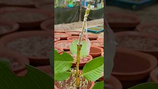 How to guava plant grafting guava guavaplant guavagarden plants [upl. by Ivgnout612]