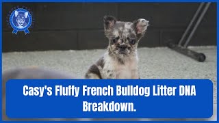 Casys Fluffy French Bulldog Litter DNA Breakdown [upl. by Nylissej]