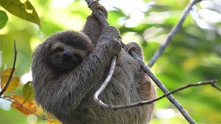 Sloths Natures Slowmoving Wonders  5 Incredible Facts [upl. by Eetnom]