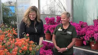 Spring Blooms Unveiled The Vibrant World of Bougainvilleas at Louisiana Nursery [upl. by Hardigg111]