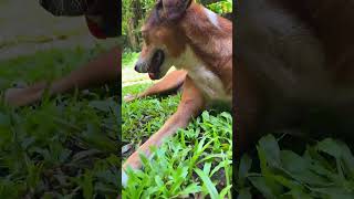 හුරතලේ🥺😍 Dog Lovers shorts dog youtubeshorts subscribe [upl. by Lewin]