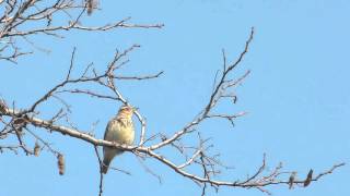 Woodlark Lullula arborea  erdei pacsorta [upl. by Hobie]