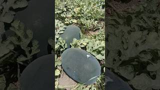 Sun 001 Watermelon Variety Watermelon farming  तरबूज की खेती  Watermelon shorts video [upl. by Auqemahs]