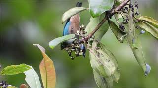 AVIS EQUATORIALIS  RESERVA MAYU GUAJALITO [upl. by Lewert]