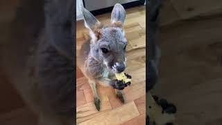 A family rescued an abandoned a baby kangaroo and raised it kangaroo babykangaroo short [upl. by Jorgenson]