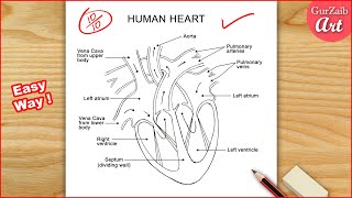 Human Heart Diagram Drawing Labelled  easy way  Step by step [upl. by Small]