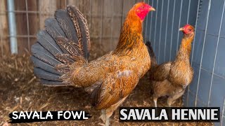 The Kingdom of Hennie In California  SAVALA FOWL [upl. by Osnofledi]