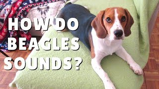 How do BEAGLES sounds Puppy Beagle howling and Barking [upl. by Dloniger]