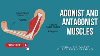 Agonist and Antagonist Muscles  Antagonistic Movements of Skeletal Muscles Antagonistic Muscles [upl. by Assirol388]