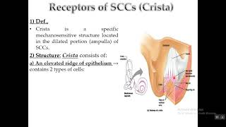 Physiology of Vestibular apparatus [upl. by Ayanaj235]