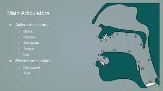 6 Articulators and Consonants [upl. by Caravette268]