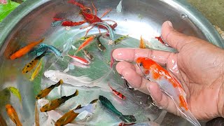 Find Colorful Ornamental fish Goldfish betta fish Catfish lobster koi fish animals Videos [upl. by Alma]