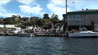 The Whale Centre Tofino [upl. by Trebleda]