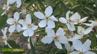 Mexican Orange blossom Choisya ternata [upl. by Tuchman]