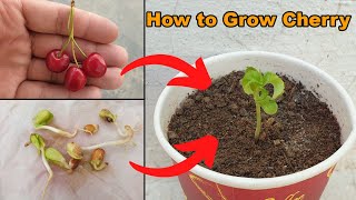 How to grow Cherry Plant at home  The Easiest Way to Grow Cherry from Seeds [upl. by Aihseyn]