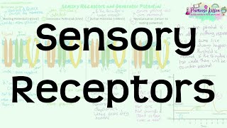 Sensory Receptors  Revision for Biology ALevel and IB [upl. by Bayard]