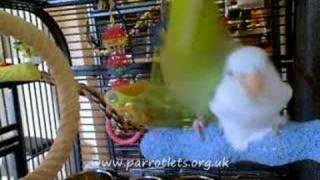 Parrotlet Mating 3 [upl. by Acirred]