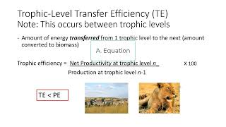 Lecture 27 Production Efficiency and Trophic Levels [upl. by Salb]