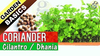 How to grow Coriander from Seeds  Care and Growing Cilantro from Seeds Dhania [upl. by Studner]