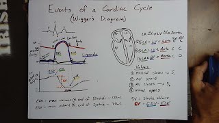 Events of the Cardiac Cycle Wiggers diagram explained [upl. by Ulane336]