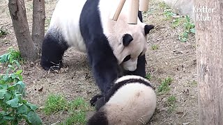 Clingy Panda Cub Got Slapped By His Mama Part 2  Kritter Klub [upl. by Notyep]