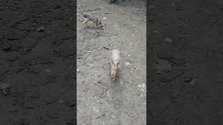 A very large rodent The Patagonian mara is a jackrabbitlike rodent animals nature [upl. by Arrais]