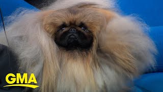 American Kennel Club dog show winner live in Times Square l GMA [upl. by Milon]