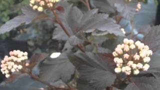 Physocarpus opulifolius Ninebark [upl. by Ard]