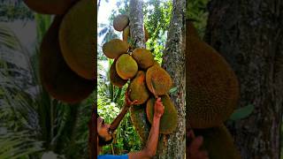 Harvesting amp Cutting a Ripe Jackfruit  Amazing Fruit Reveal [upl. by Anerehs]