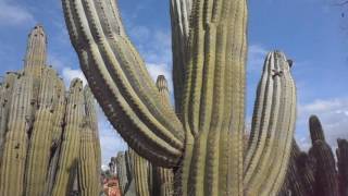 Cactus cardón Echinopsis atacamensis Trichocereus pasacana wwwriomoroscom [upl. by Irra]