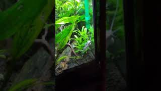 Pictus catfish after a 50 water change [upl. by Nodab]