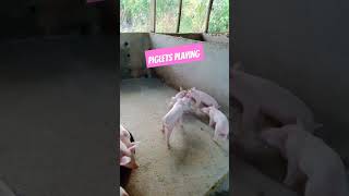 piglets playing baboyan fyp pig backyardfarming [upl. by Adnolehs120]